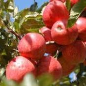 Dezembro chega carregado de frutas deliciosas