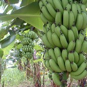 Banana: a fruta do bom humor