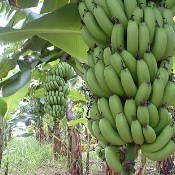 Corupá sedia evento internacional sobre bananicultura