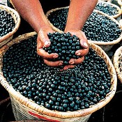 SENAR-AM firma parceria inédita com grande indústria de açaí