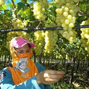 Dia de Campo sobre produção de uva em sistema orgânico