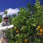 AgroDetecta é eleito a melhor tecnologia aplicada à agricultura