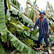 Bananal é destruído em Iguatu, Ceará