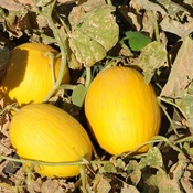 RN espera triplicar produção de melão, após viagem à China