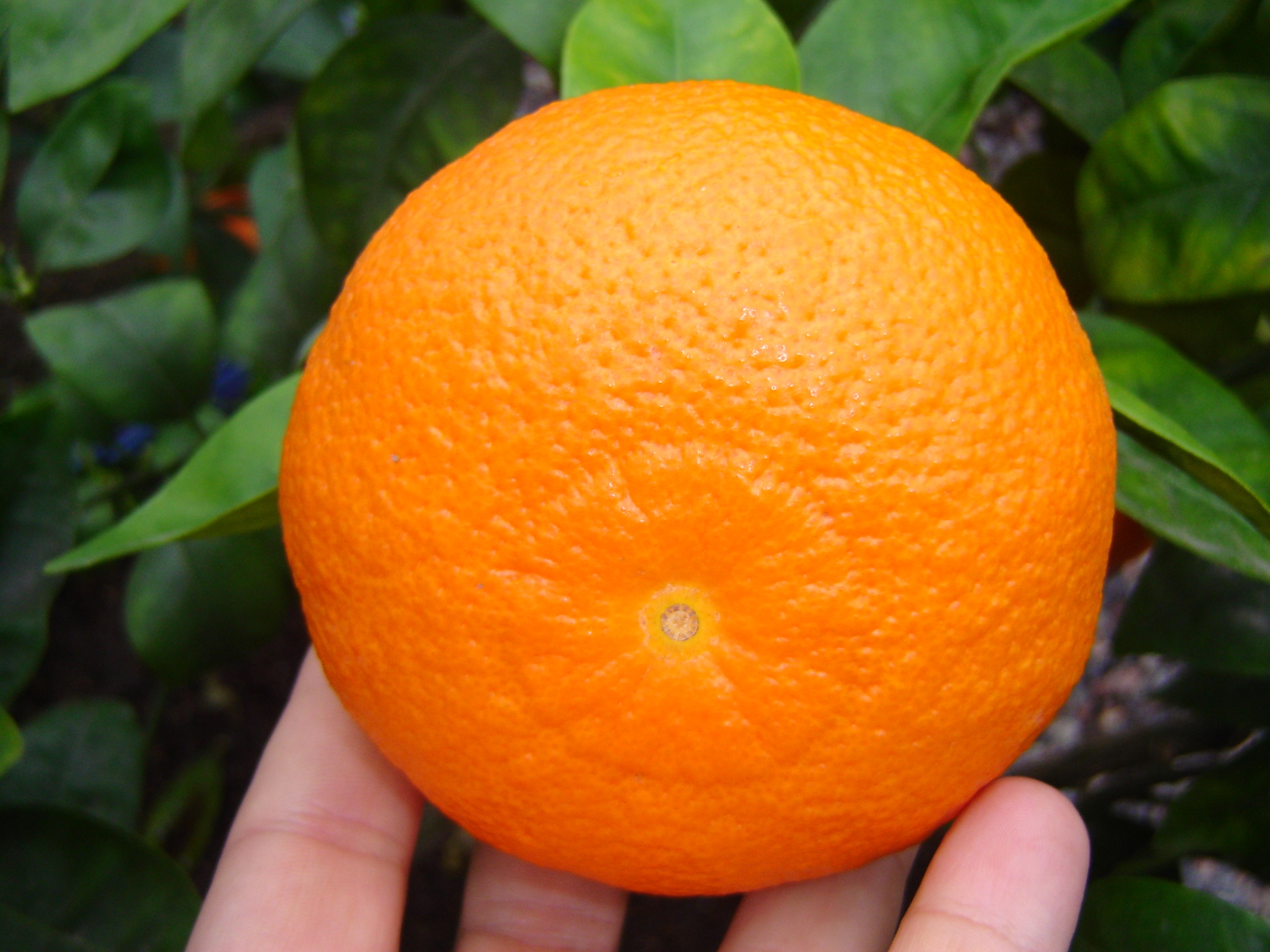 O consumo de laranja e o risco de diabetes tipo 2