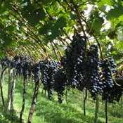 2ª Tecnovitis – Feira de tecnologia para viticultura
