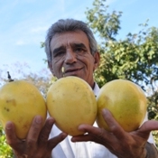 Coopernova é licenciada a produzir mudas de cultivar de maracujá da Embrapa