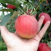 Maçã: 40 estudos mostra que a fruta é capaz de evitar tumores