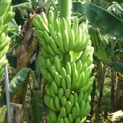 Brasil suspende importação de banana equatoriana