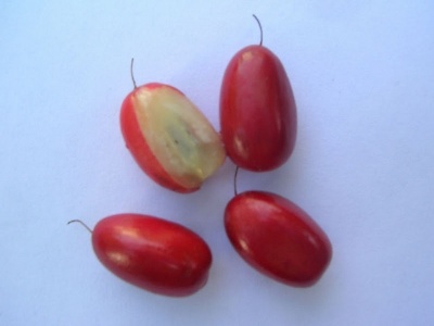 fruta-milagre02