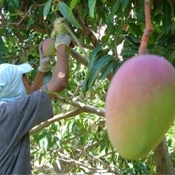 IX Workshop da National Mango Board