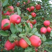 Seminário Internacional de Fruticultura