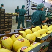 Brasil fecha acordo e vai exportar melão para China