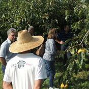 Pesquisadores espanhóis visitam pomares de Pinto Bandeira