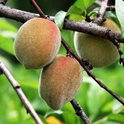 Encontro vai levar informações para produtores de frutas de caroço