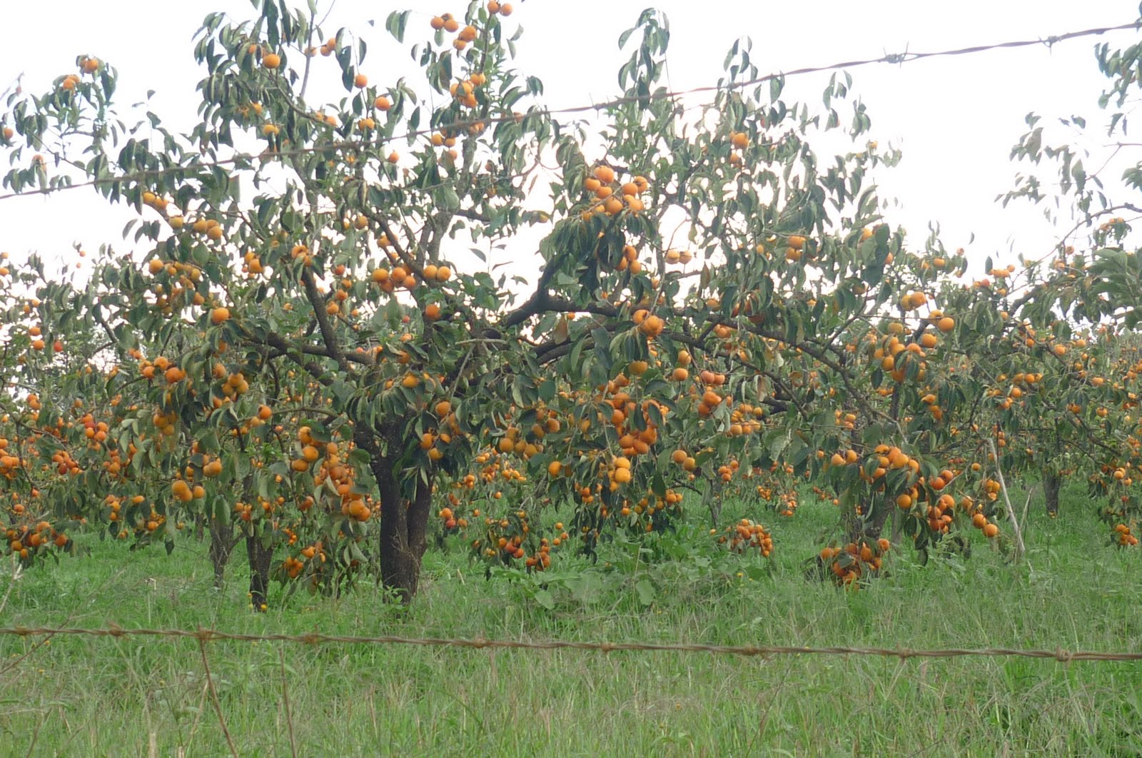 colheitaCaqui