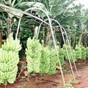 I Workshop sobre Fitossanidade na Cultura da Bananeira