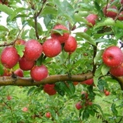 Secretário da Agricultura recebe demandas do setor produtivo da maçã
