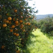 As frutas mais saborosas do mês de abril