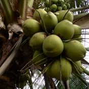 Seagri estrutura cadeia do coco para gerar empregos