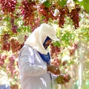 Brazilian Fruit promove rodada de negócios com convidados internacionais