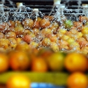 Paraná triplica produção de laranja