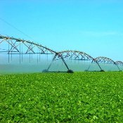 Adubação Verde nas áreas irrigadas previne esgotamento do solo