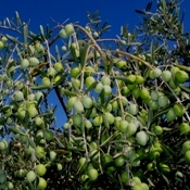 Brasil tem potencial para se tornar autosuficiente em azeite de oliva