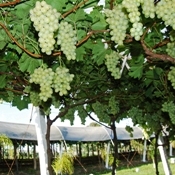 Curso de produção integrada de uvas acontece em Petrolina