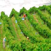 Pesquisador da APTA edita o livro sobre adubação verde