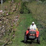 Momento é delicado para a cultura do pêssego
