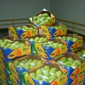 Mercado de frutas ainda enfrenta dificuldades logísticas e comerciais