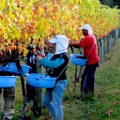 Programa para modernizar produção de uva e vinho é lançado no RS