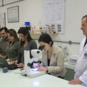 Nova mosca traz alerta à fruticultura