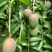 Lançada publicação sobre pragas de frutas tropicais