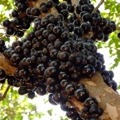 Benefícios da Jabuticaba para a saúde