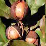 Investimento na produção de noz macadâmia em SP