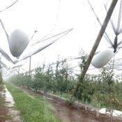 Granizo provoca danos em pomares de Vacaria e região