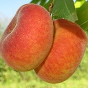 Fruticultores querem apoio da Embrapa para ocupar mercado aberto