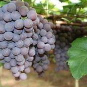 Dias de campo apresentam uvas brasileiras para clima tropical