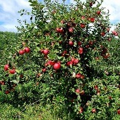 Safra de maçã no Planalto Norte anima produtores