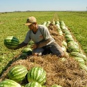 Embrapa abre inscrições para o primeiro IrrigaWeb de 2016