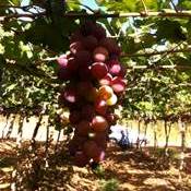 Sistema virtual protege plantações de uva de pragas