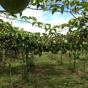 Irrigação contribui para ampliação da produtividade do maracujá