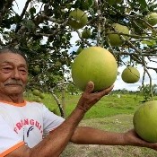 No Acre, família cultiva laranjas gigantes
