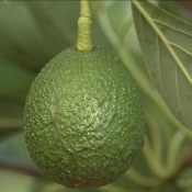 Avocado, abacate produzido em SP, faz sucesso no exterior