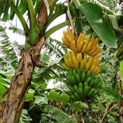 Ciclo de palestras, cultivo e produção de bananas