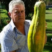 Produtor colhe mamão gigante de 6 kg em MT