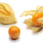 Physalis