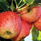Os benefícios de comer a casca de maçã